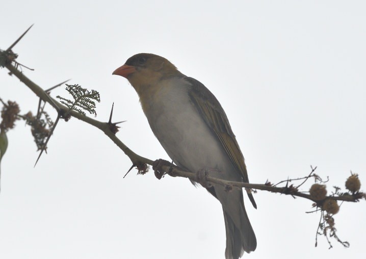 Red-headed Weaver - ML643607164