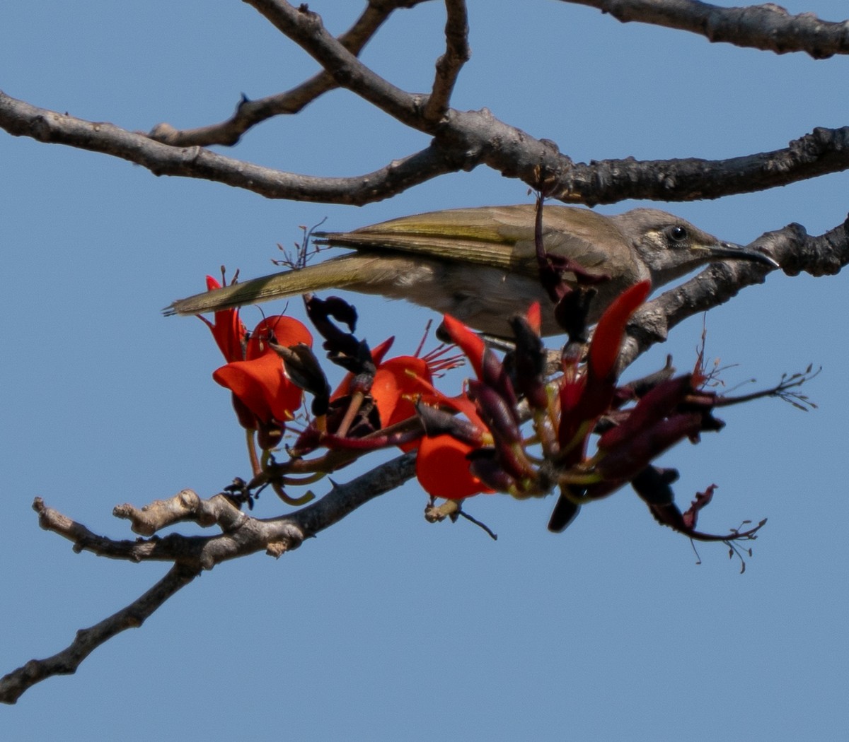 Brown Honeyeater - ML643607167