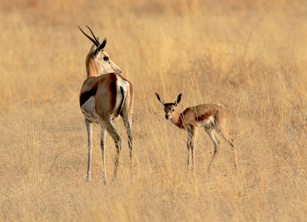 Springbok - ML643607180