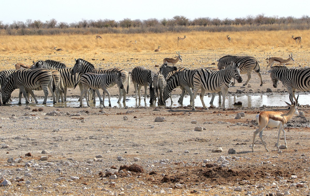 Plains Zebra - ML643607191