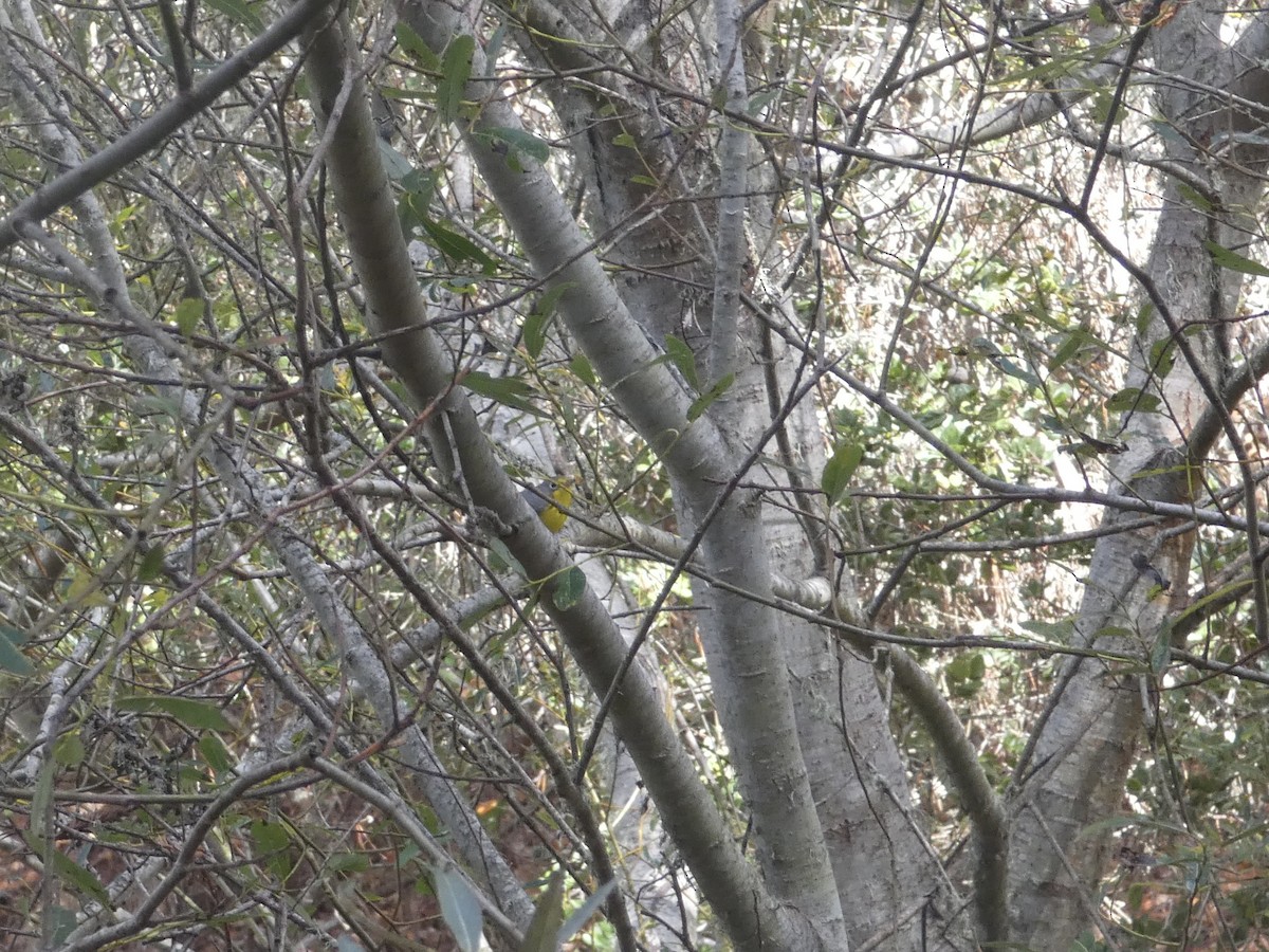 Canada Warbler - ML643607192