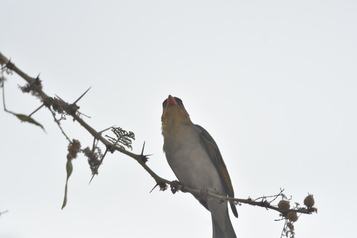 Red-headed Weaver - ML643607194