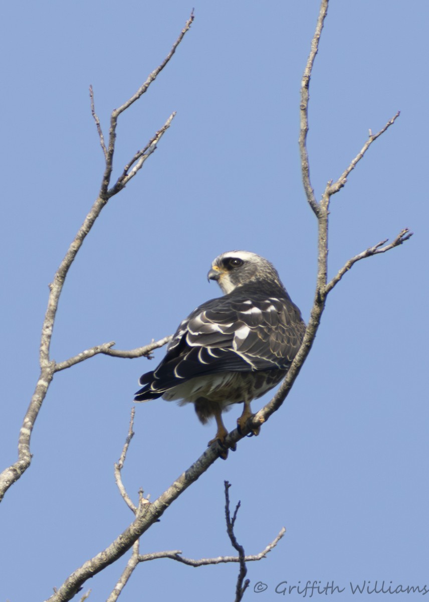 Mississippi Kite - ML643607227