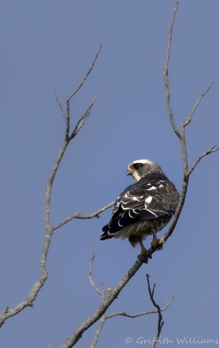 Mississippi Kite - ML643607231