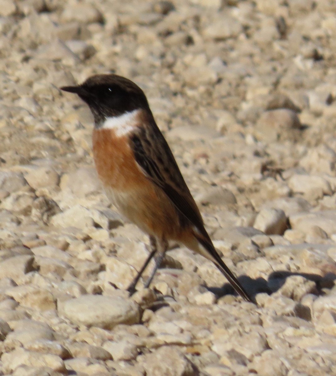 European Stonechat - ML643607267