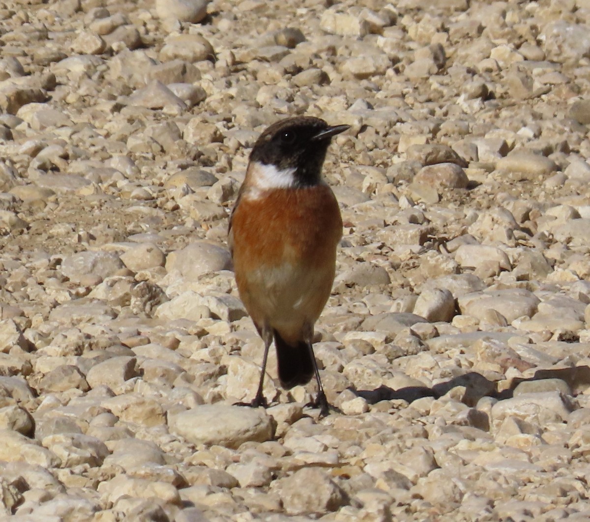 European Stonechat - ML643607289