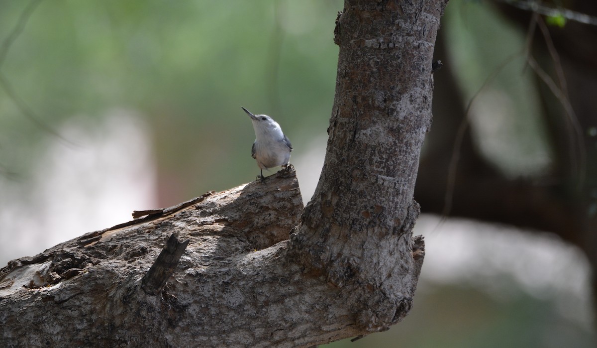 White-breasted Nuthatch - ML643607294
