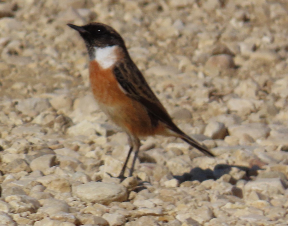 European Stonechat - ML643607309
