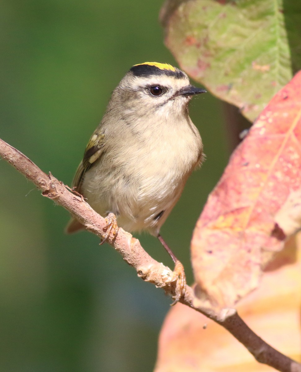Golden-crowned Kinglet - ML643607319