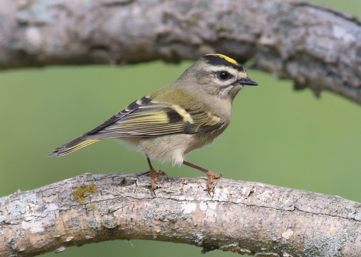 Golden-crowned Kinglet - ML643607320