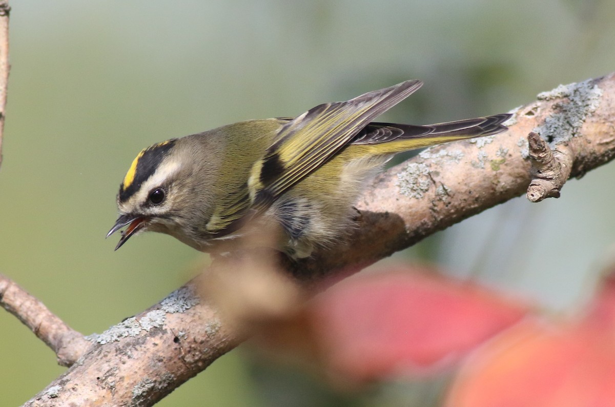 Golden-crowned Kinglet - ML643607321