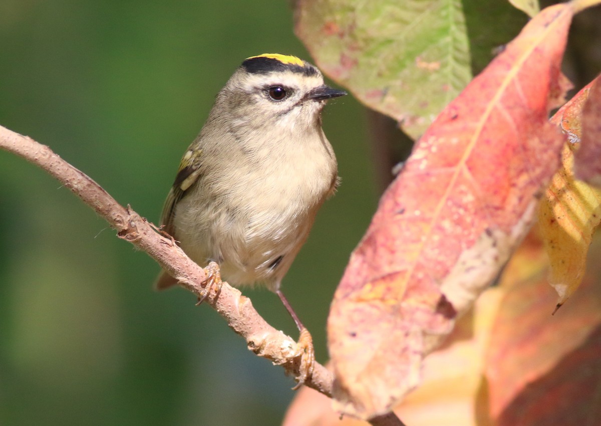 Golden-crowned Kinglet - ML643607322