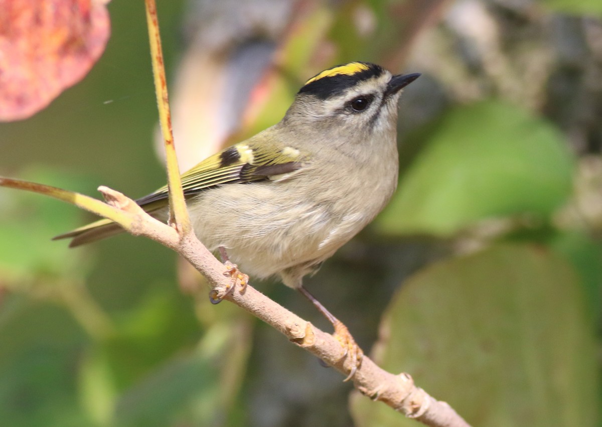 Golden-crowned Kinglet - ML643607323