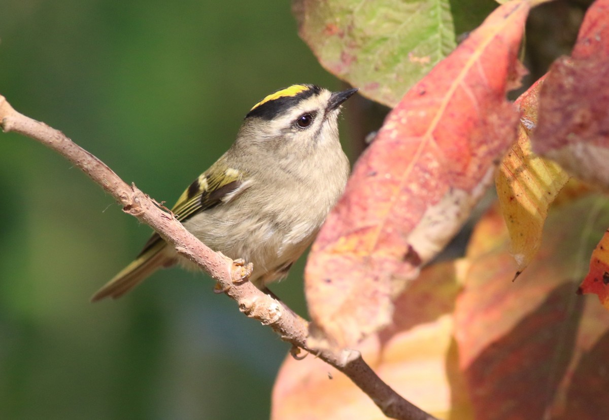 Golden-crowned Kinglet - ML643607324
