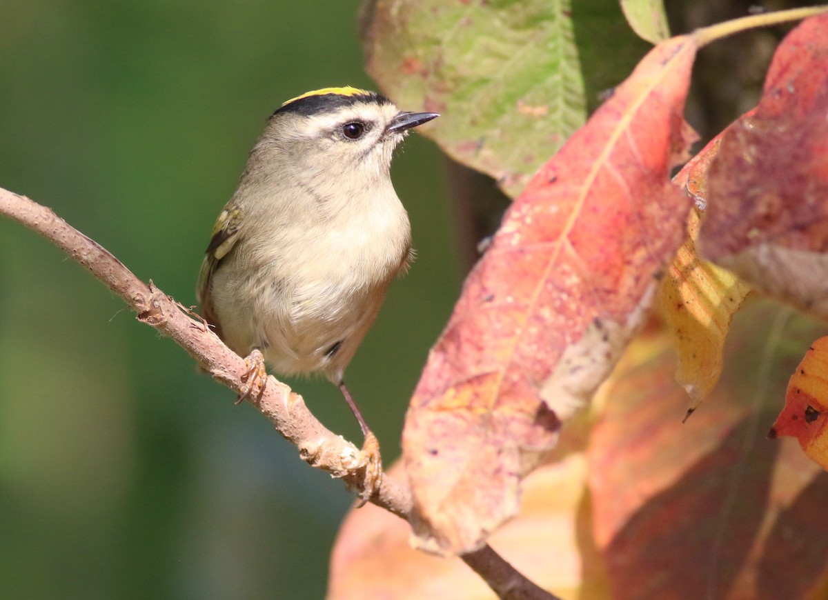Golden-crowned Kinglet - ML643607325