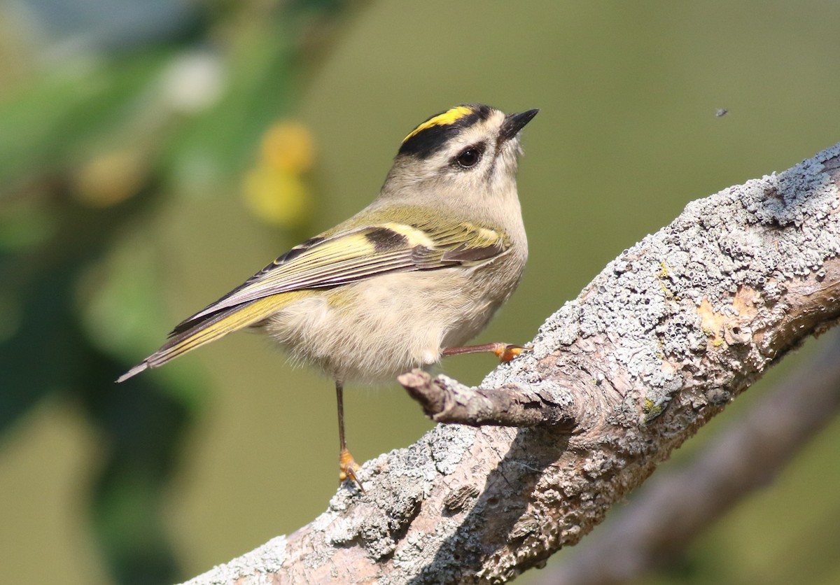 Golden-crowned Kinglet - ML643607326