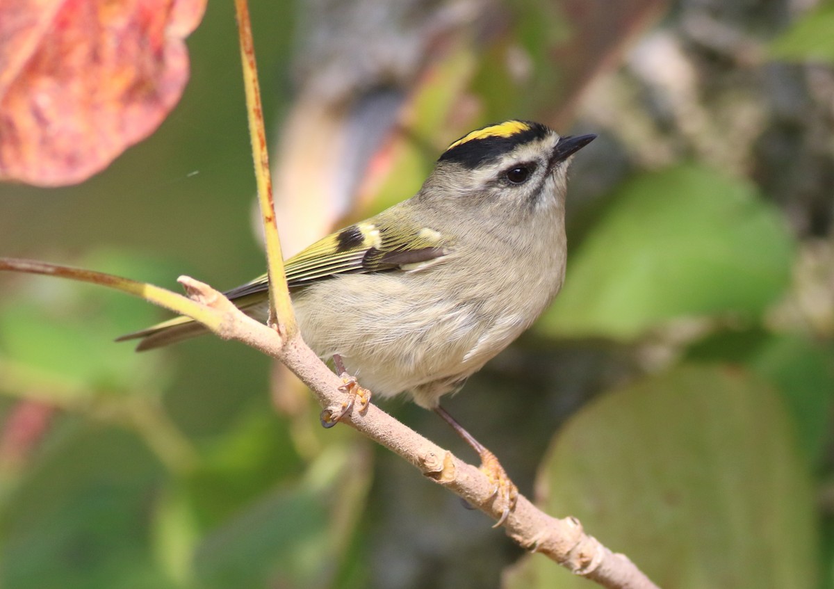 Golden-crowned Kinglet - ML643607327
