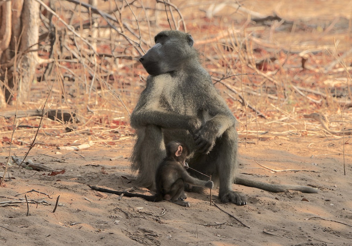 Chacma Baboon - ML643607333