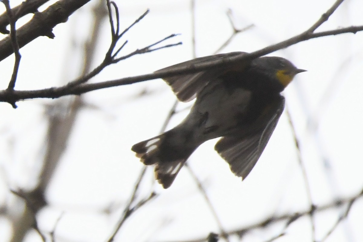 Yellow-rumped Warbler (Audubon's) - ML643607336