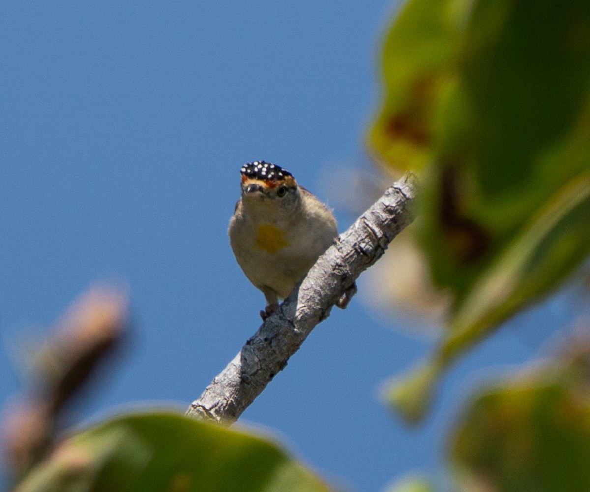 Red-browed Pardalote - ML643607351