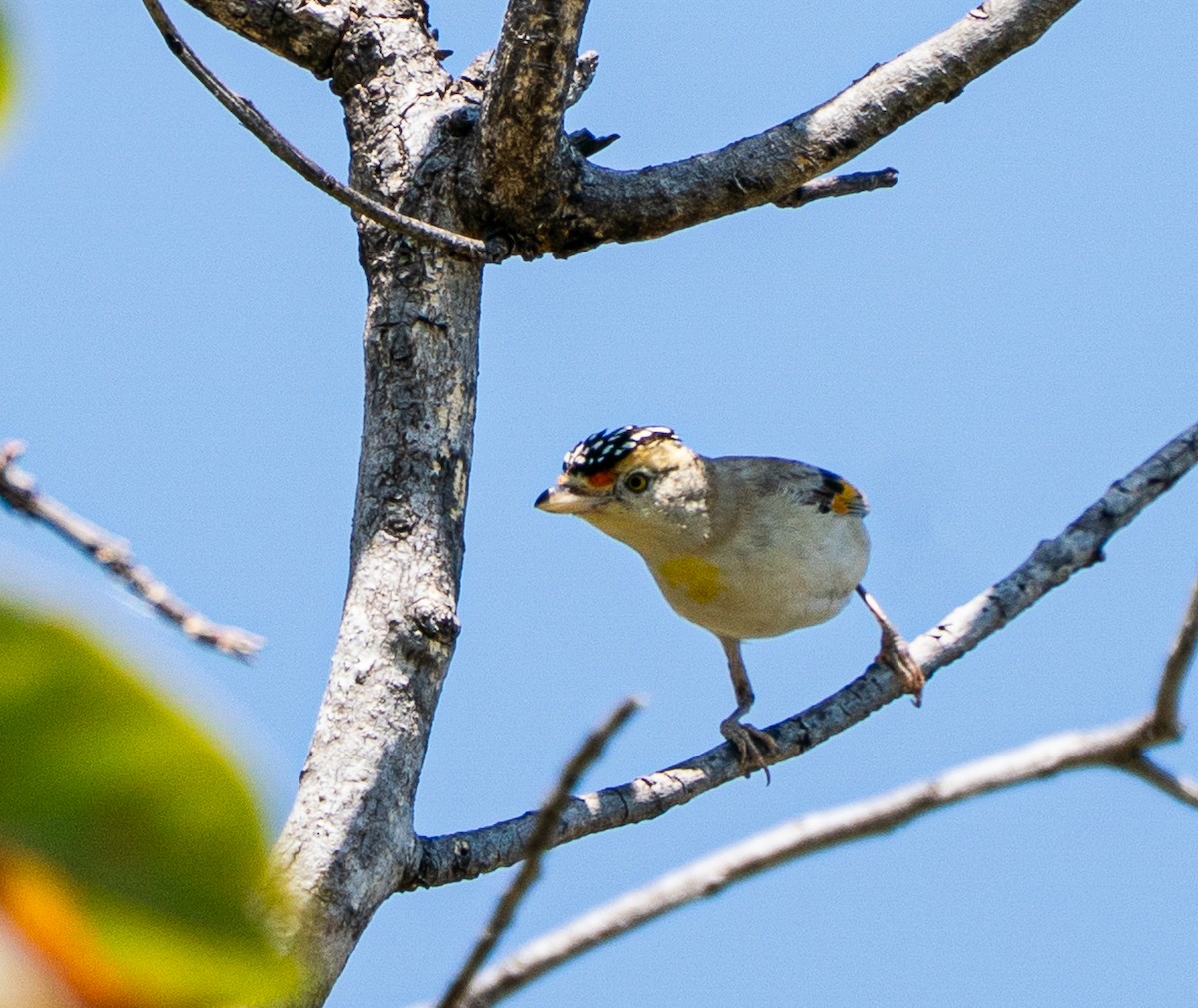 Red-browed Pardalote - ML643607352