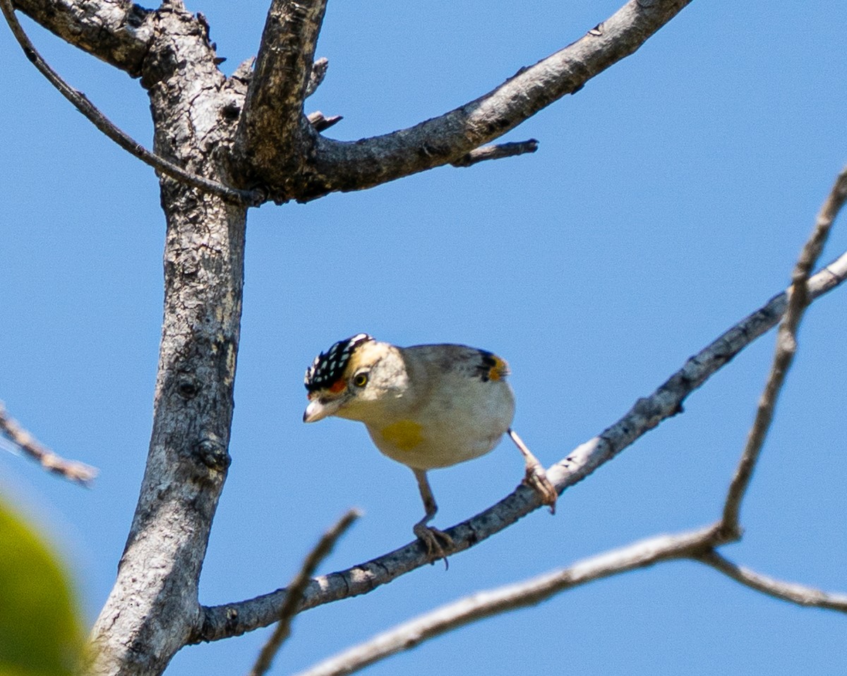 Red-browed Pardalote - ML643607353