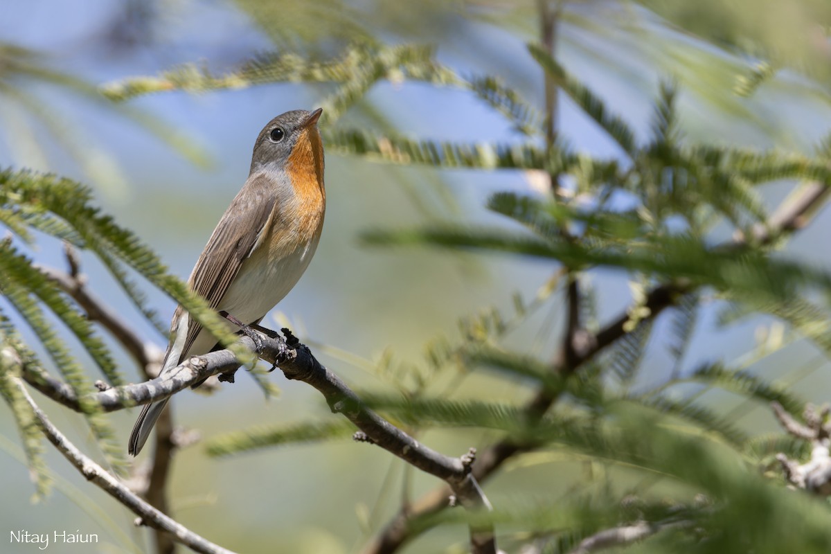Red-breasted Flycatcher - ML643607354
