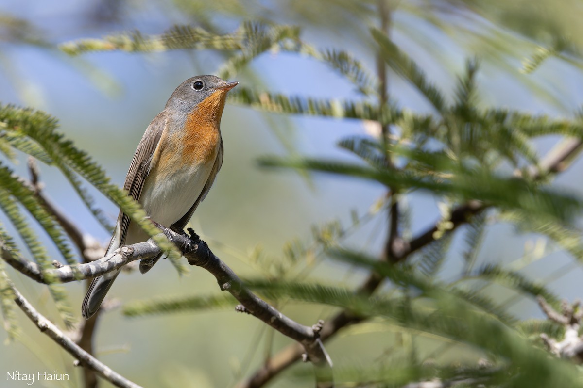 Red-breasted Flycatcher - ML643607355