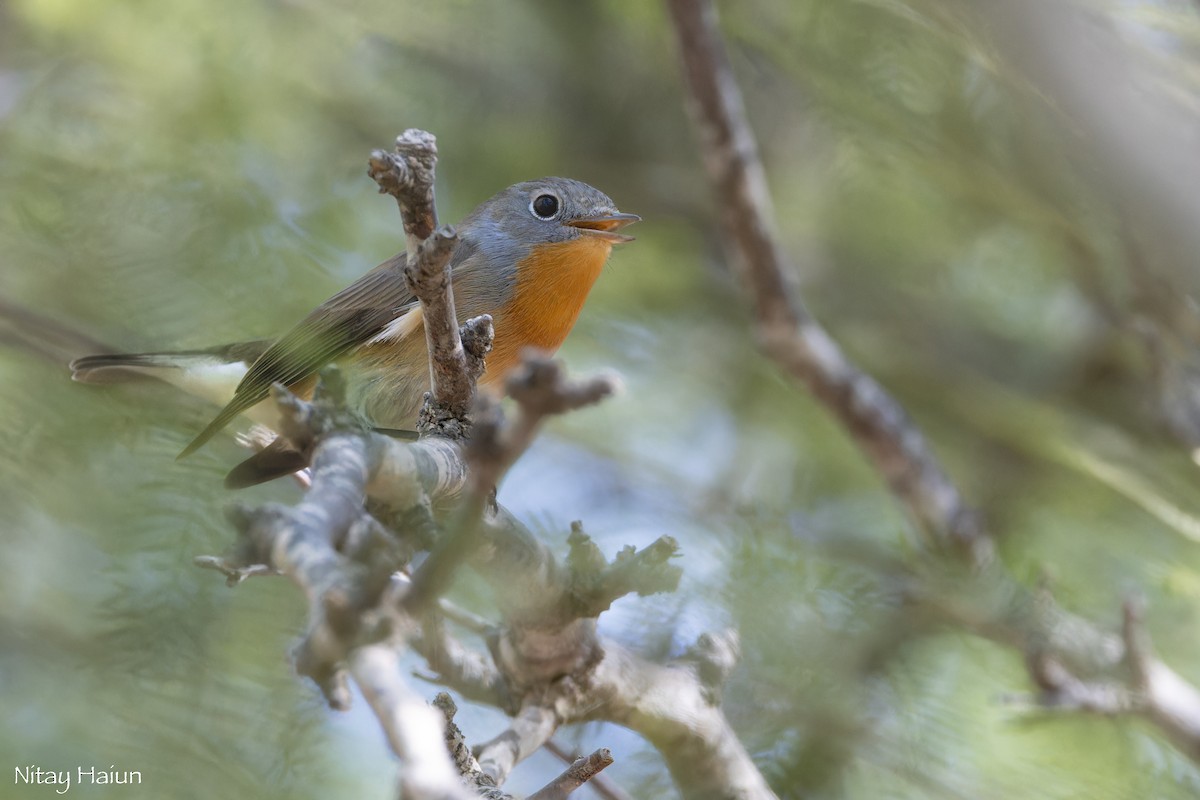 Red-breasted Flycatcher - ML643607356