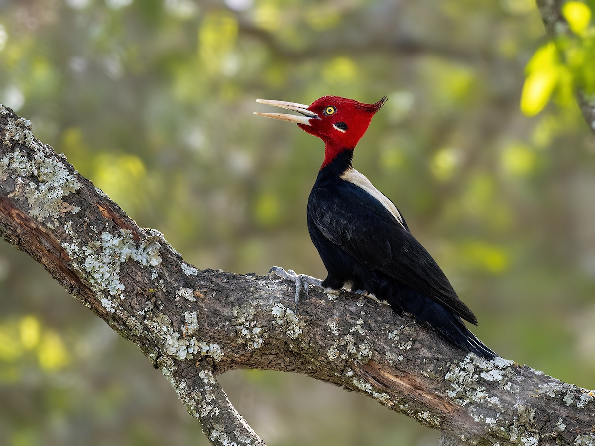 Cream-backed Woodpecker - ML643607357