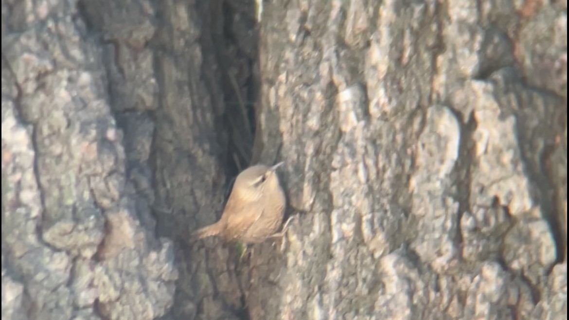 Troglodyte des forêts - ML643607378