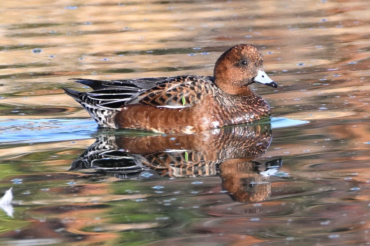 Eurasian Wigeon - ML643607394