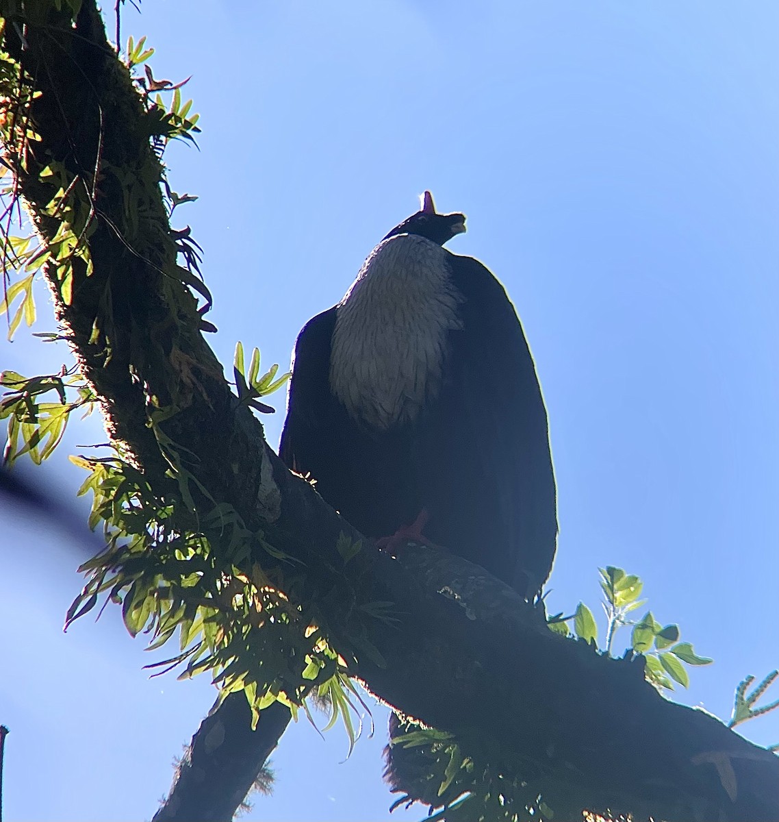 Horned Guan - ML643607402