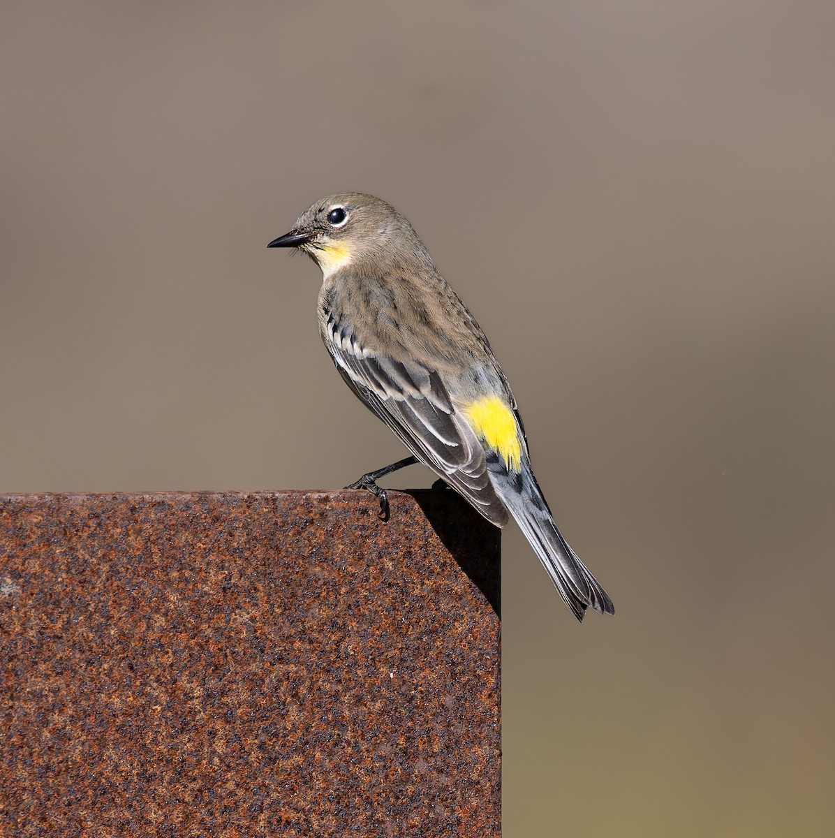 Parulidae sp. - ML643607403