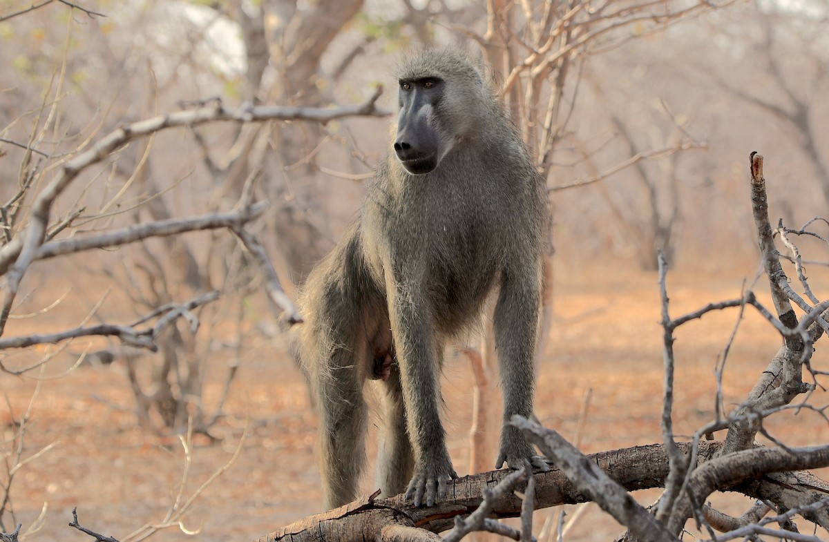 Chacma Baboon - ML643607435