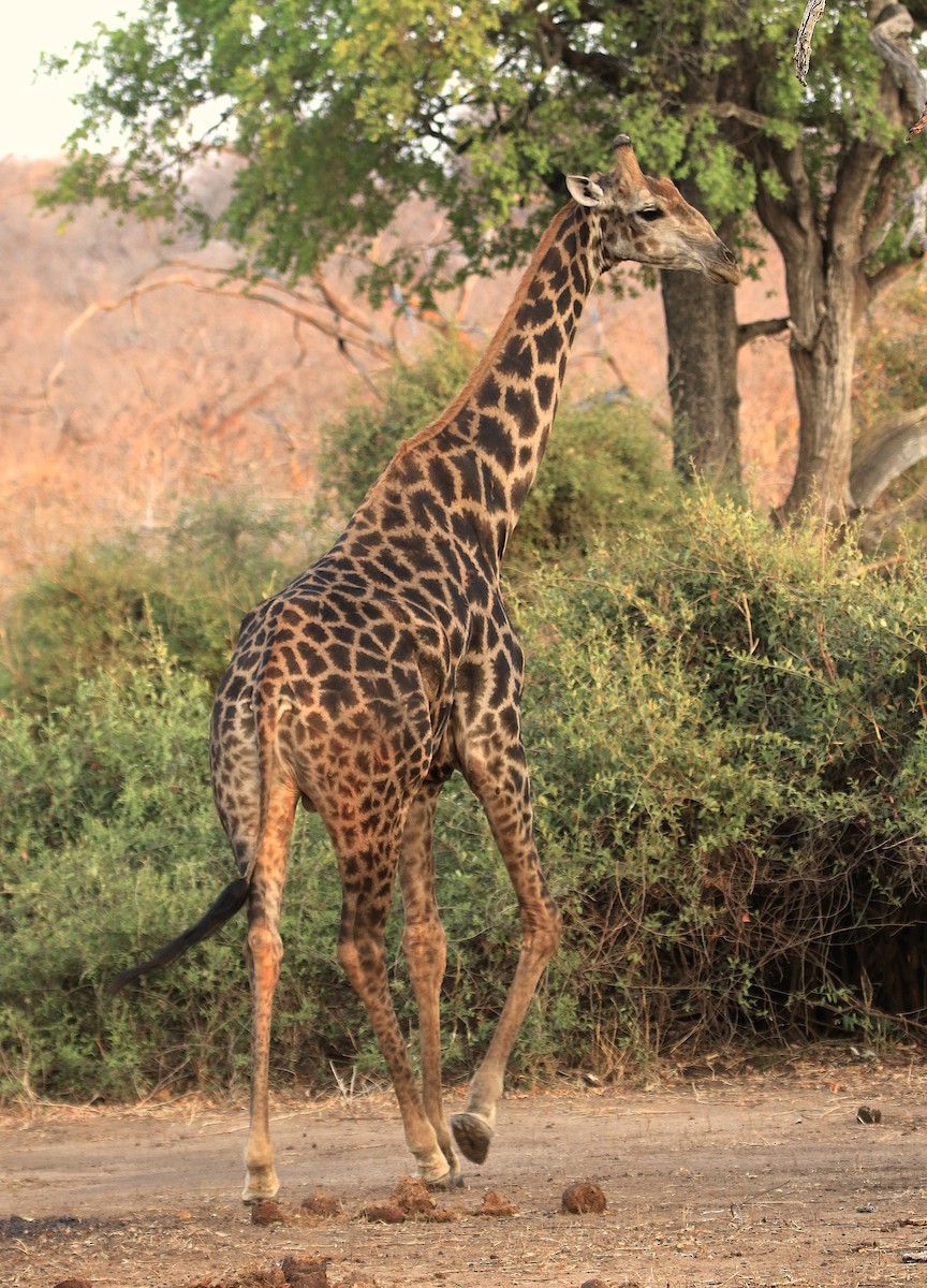 Southern African Giraffe - ML643607444