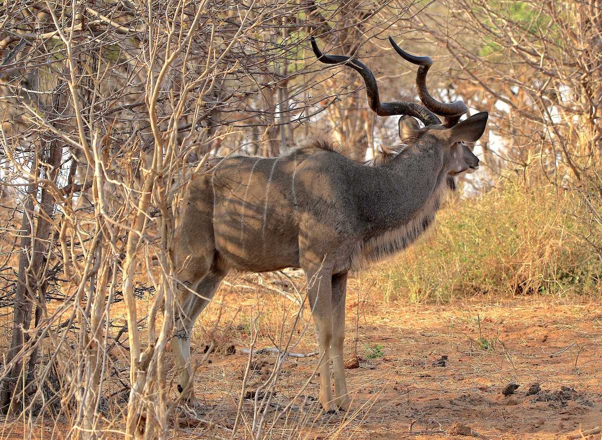 Greater Kudu - ML643607458