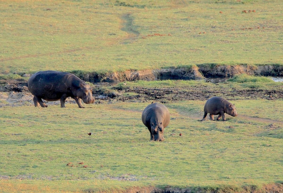 Common Hippopotamus - ML643607462