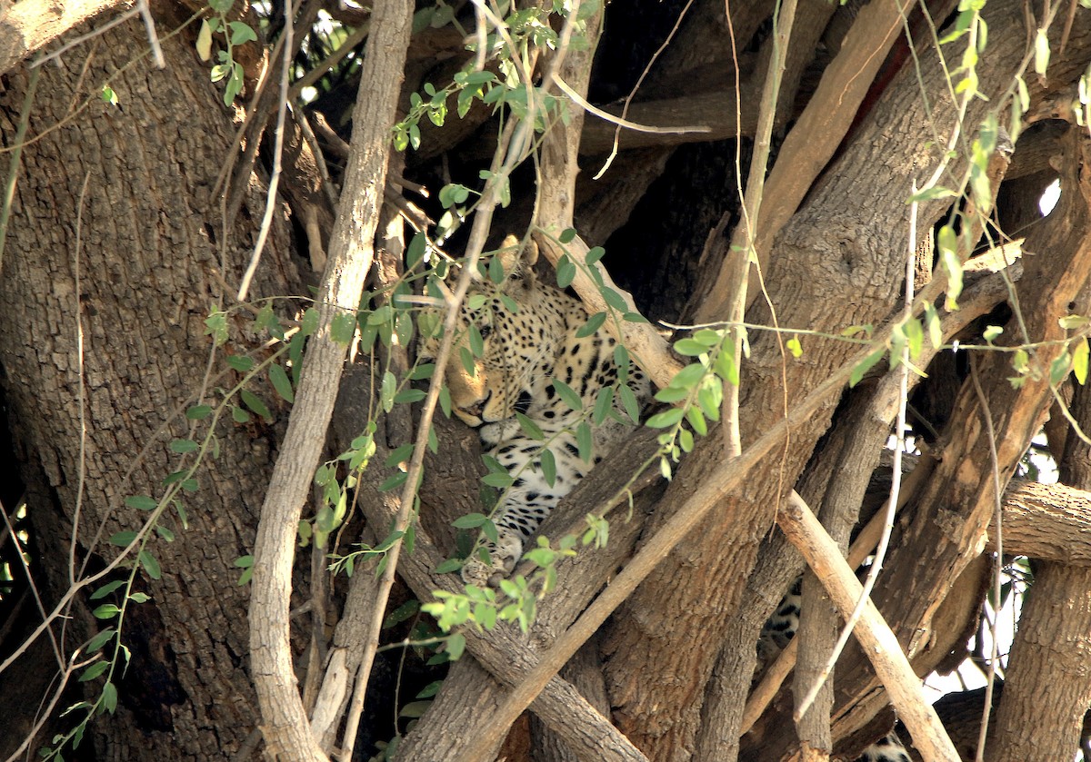 Leopard - ML643607470