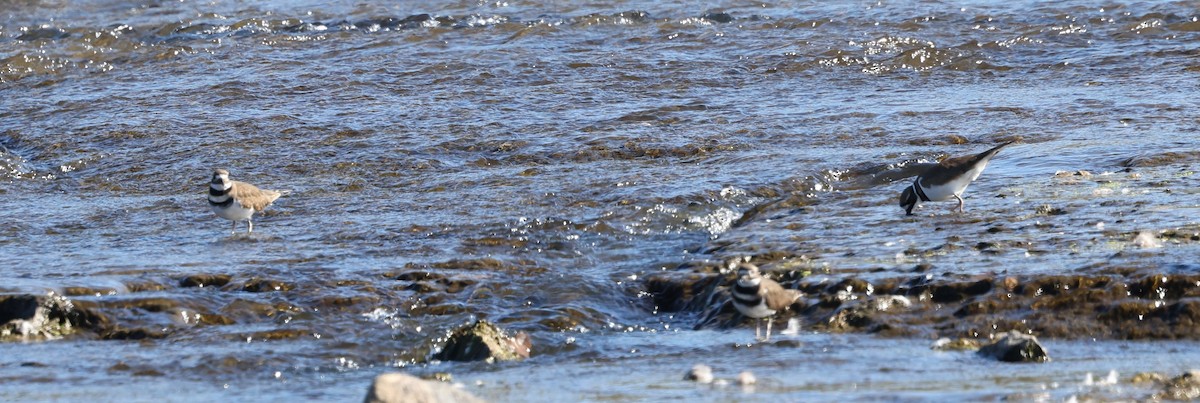 Killdeer - ML643607502