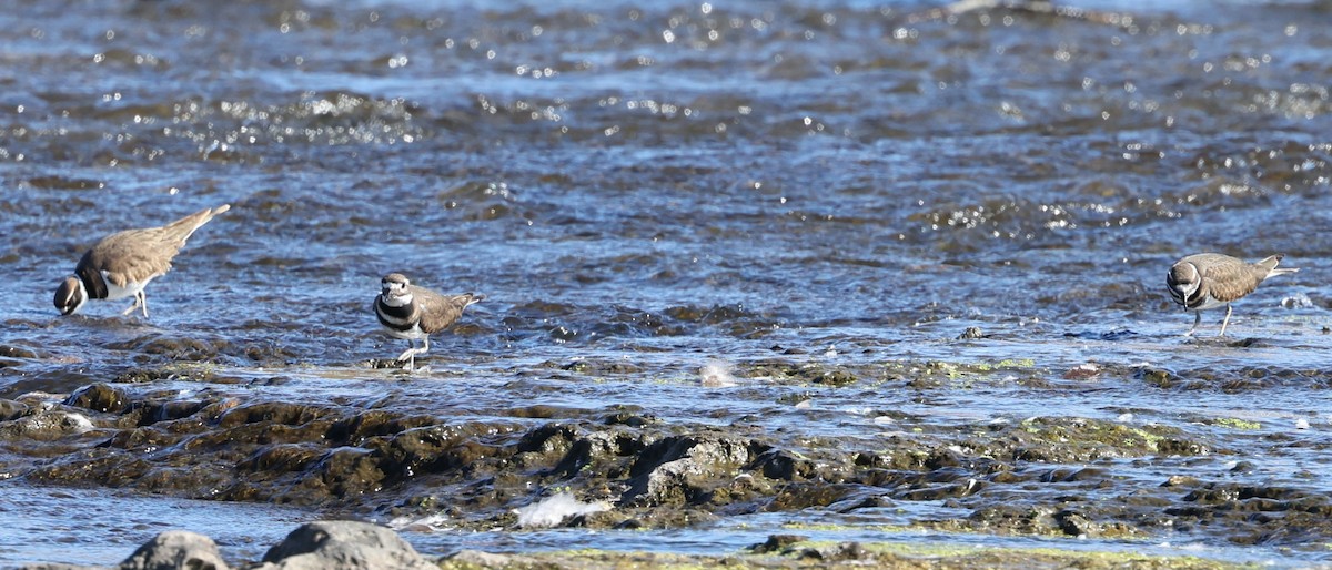 Killdeer - ML643607527