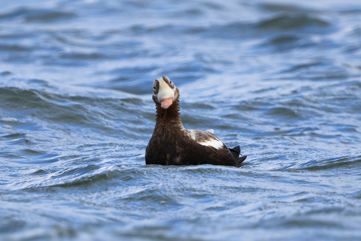 Spectacled Eider - ML643607534