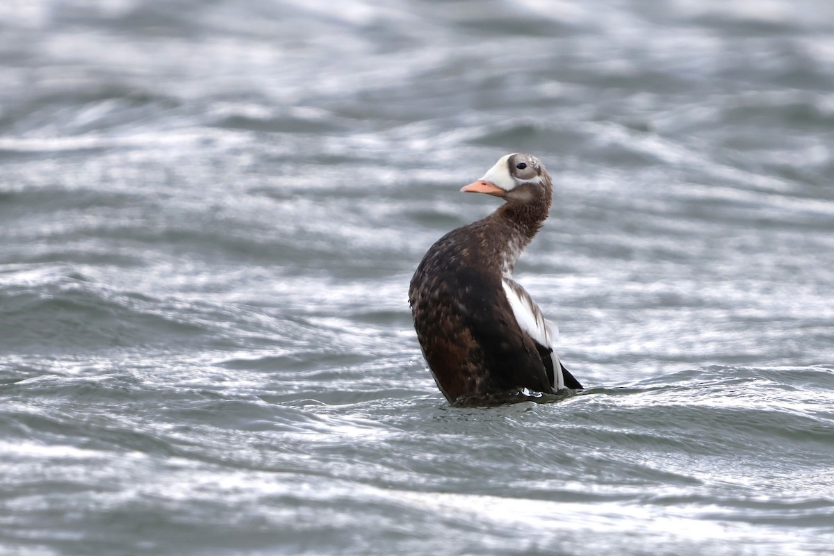 Spectacled Eider - ML643607535