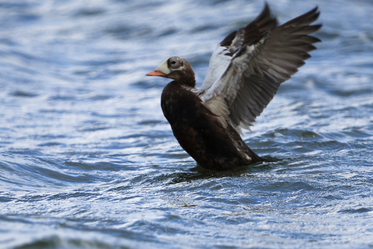 Spectacled Eider - ML643607536