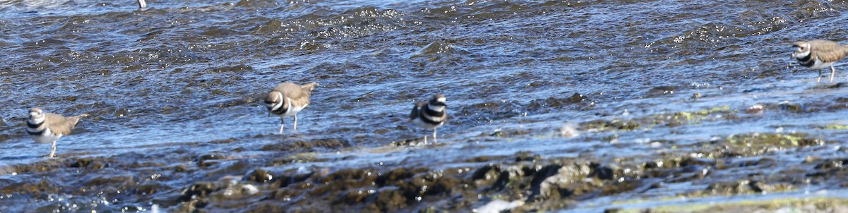Killdeer - ML643607558