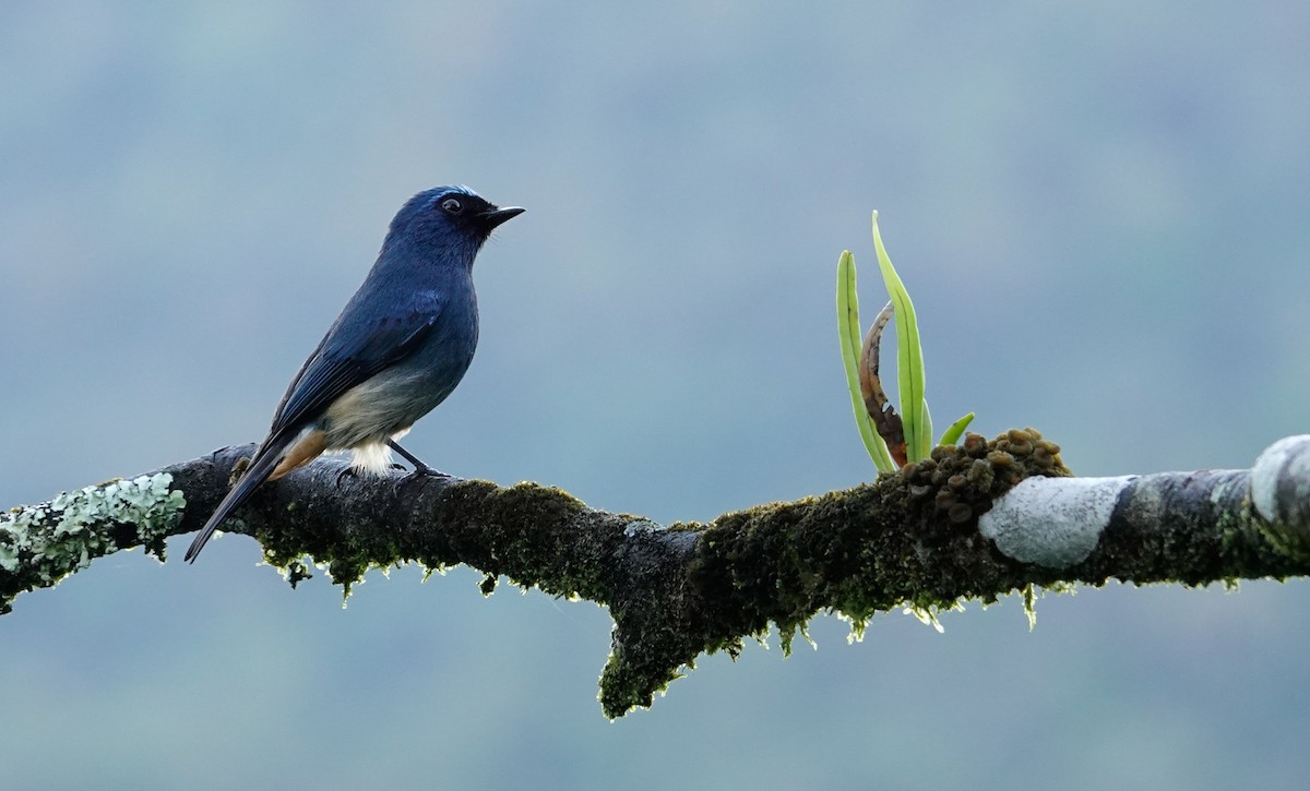 Indigo Flycatcher - ML643607563