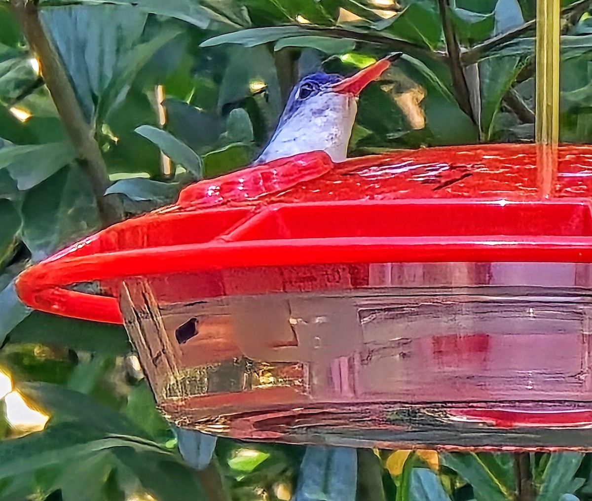 Violet-crowned Hummingbird - ML643607564