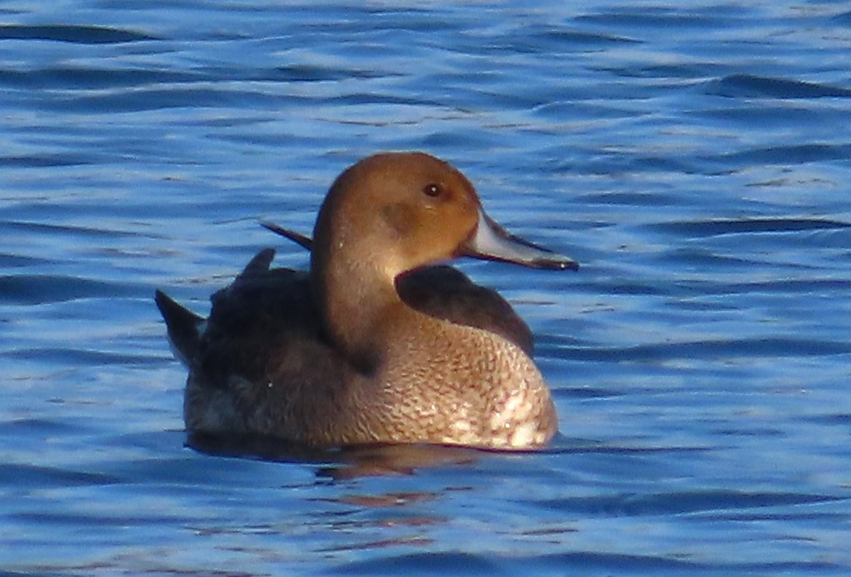 ostralka štíhlá - ML643607578