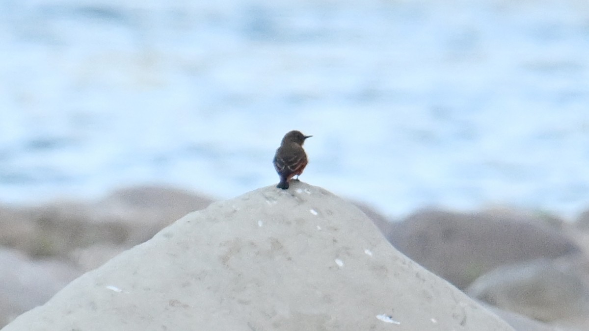 Cliff Flycatcher - ML643607603
