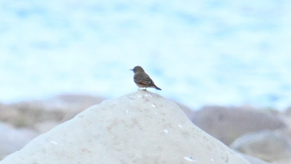 Cliff Flycatcher - ML643607612